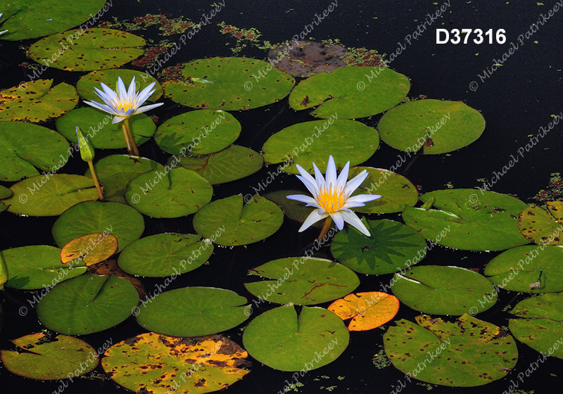 Blue Lotus (Nymphaea caerulea)